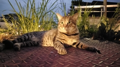 キャットファイト①