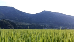 忘れがたき故郷♪