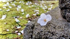 落下の美