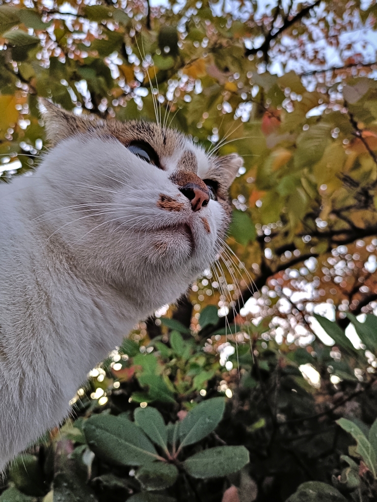 秋晴れの猫その②