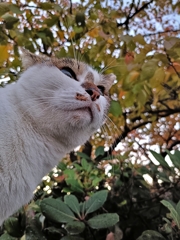 秋晴れの猫その②