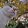 秋晴れの猫その②