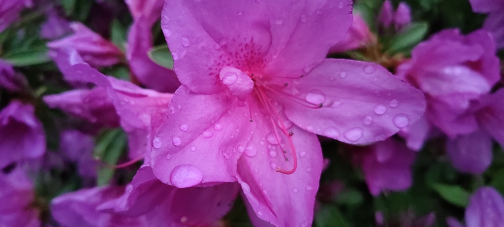 雨上がりの