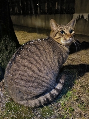 なごり雪・猫