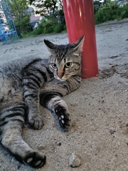 猫をダメにする支柱