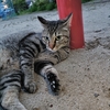 猫をダメにする支柱