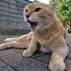 ここは、私の領土！！