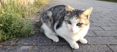 朝日と猫