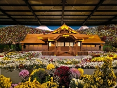 弥彦神社・菊まつり。弥彦神社