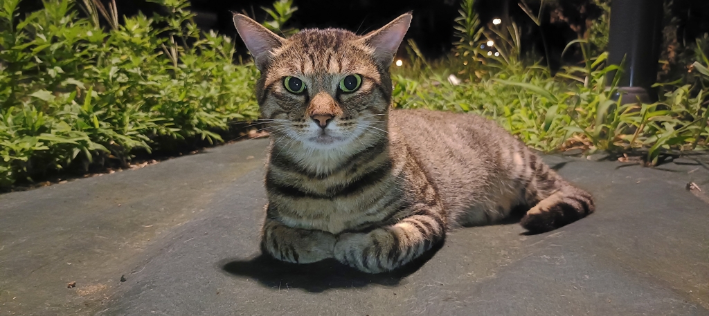 地域猫No.1！