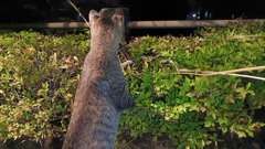 立った!ク◯ラが立った！！