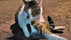猫・・・・？