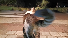 失礼！べしっ！！