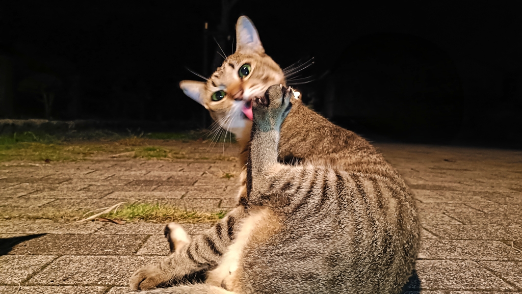 ペロペロは猫のたしなみ