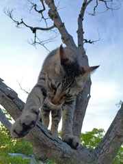 スマホを落とした猫