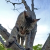 スマホを落とした猫