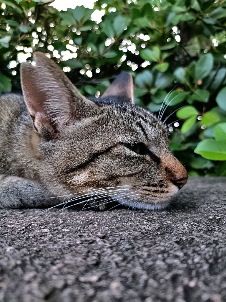 七夕。猫は何を願う。