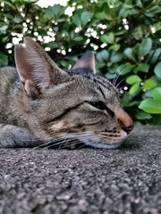 七夕。猫は何を願う。