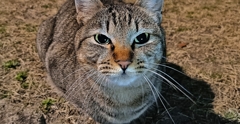 人類猫派計画・序