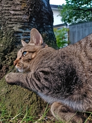 今日は猫の日！