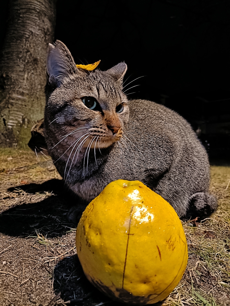 ザ・テレビジョン