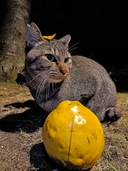 ザ・テレビジョン