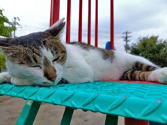 野生がスベリ落ちた猫