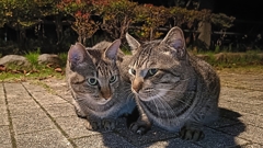 ひそひそ