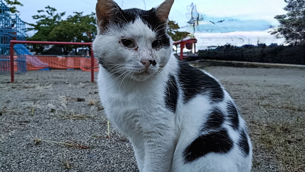 どこの子？