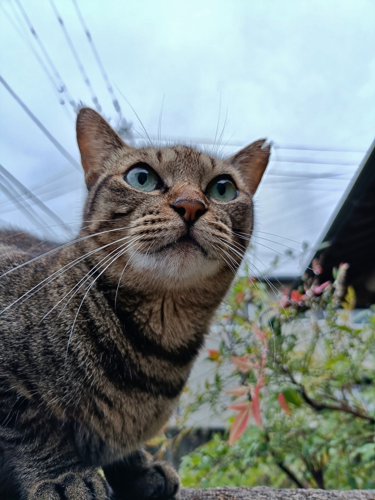 空き家のヌシ？