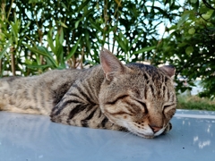 木陰でマッタリ