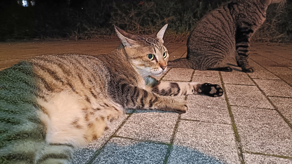 オオタニさ〜ん。