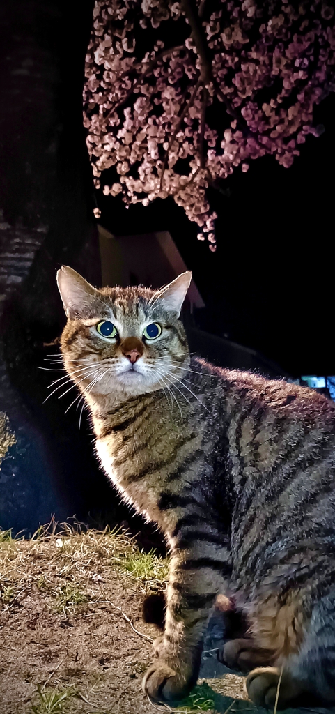 地域猫No.1with夜桜