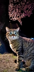 地域猫No.1with夜桜
