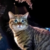 地域猫No.1with夜桜