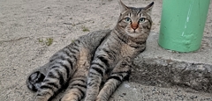 猫をダメにするブロック