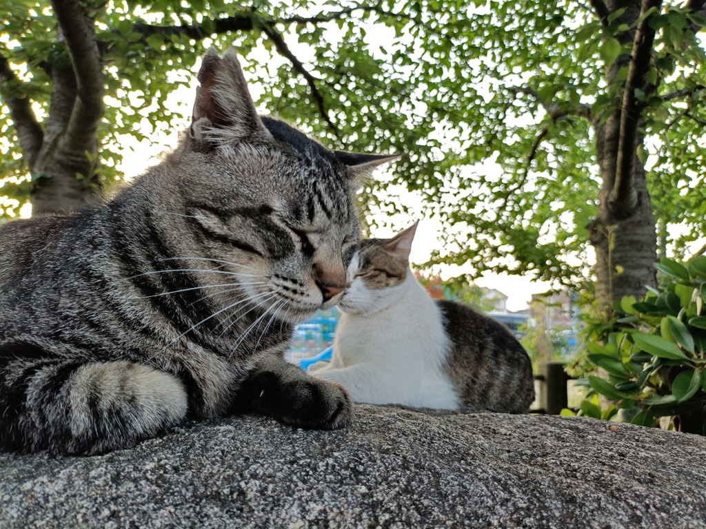 Zzzzzz＆スゥゥゥゥ