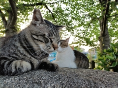 Zzzzzz＆スゥゥゥゥ