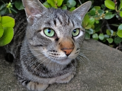 人類猫派計画