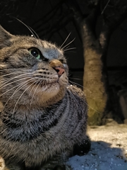 春よ〜遠き春よ〜。