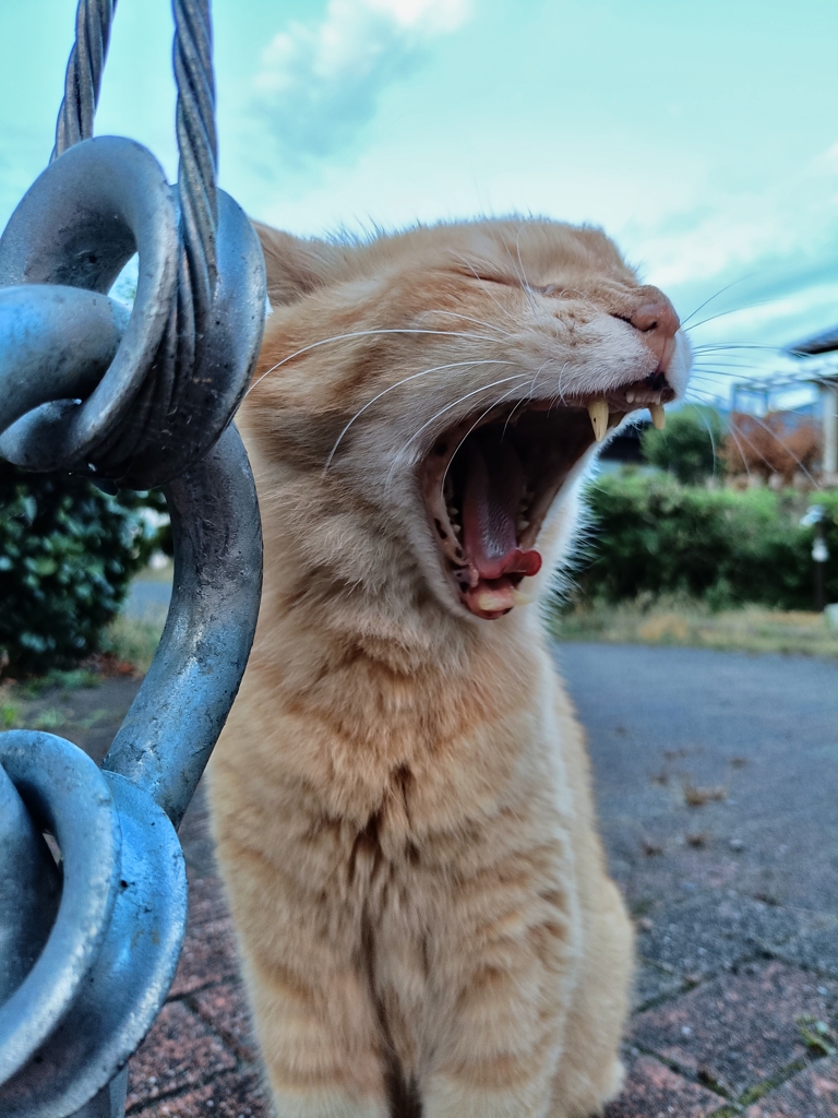 ふぁ～。ねむねむ