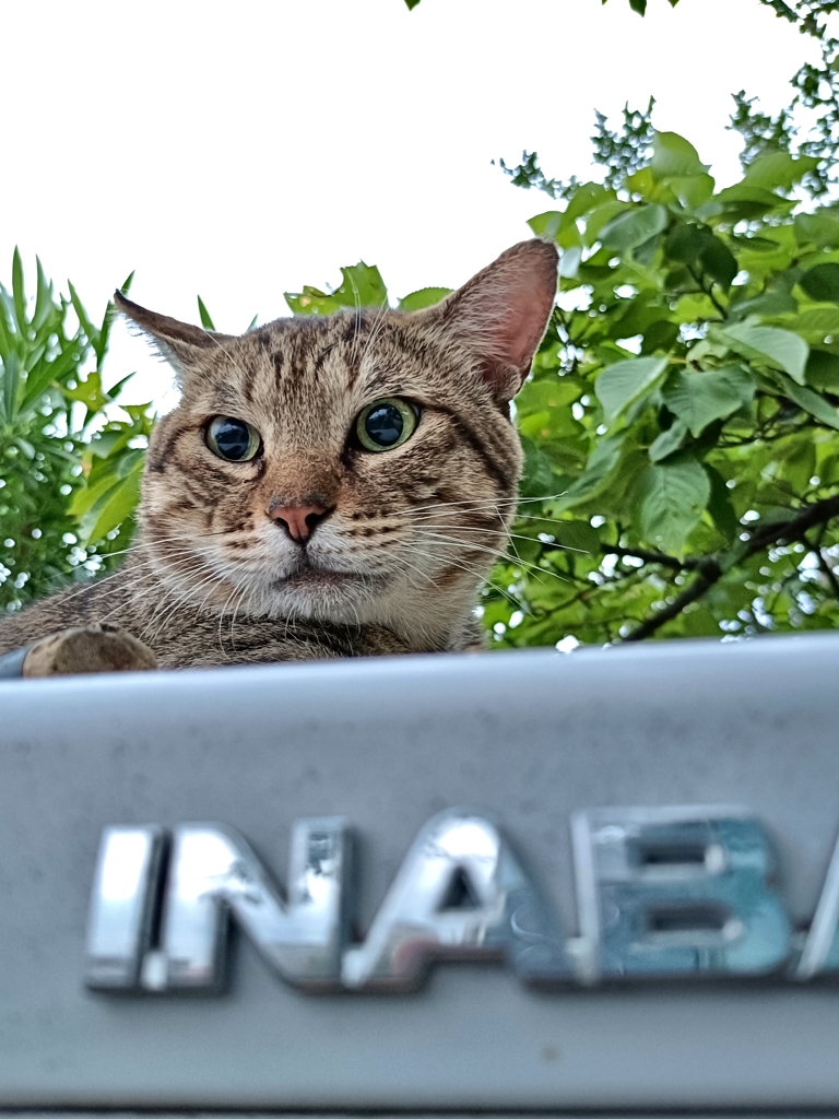 猫を魅力する物置小屋