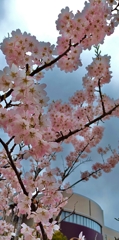 春の精霊。新潟を探訪。13