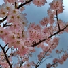 春の精霊。新潟を探訪。13