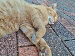 夢の中で泳ぐ猫