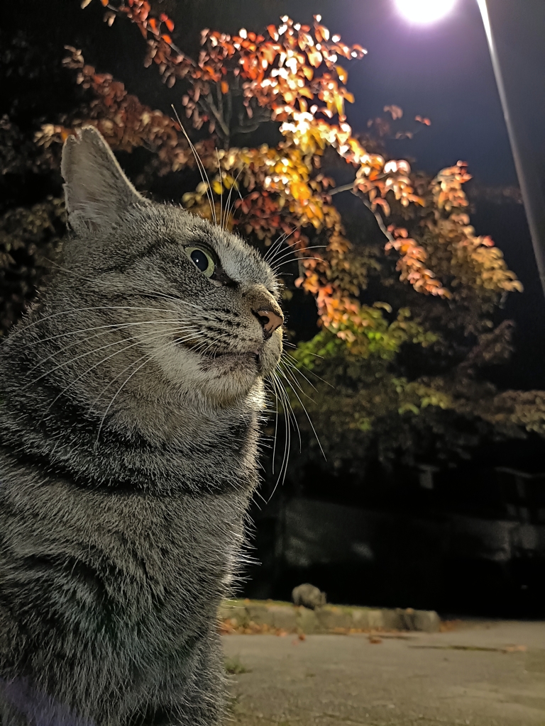 絵ハガキ・公園の秋と猫