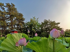 七夕まつり・おまけ