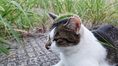 あべし！！