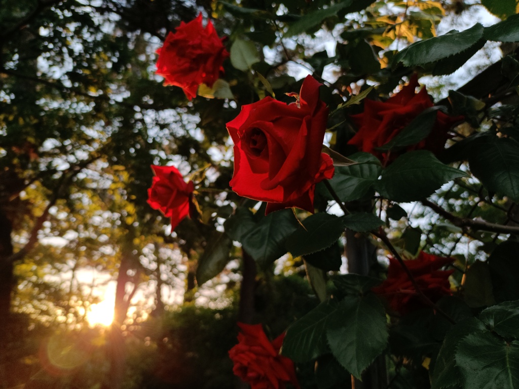 薔薇。照らされて。