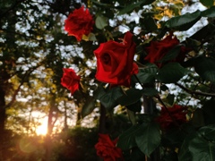 薔薇。照らされて。